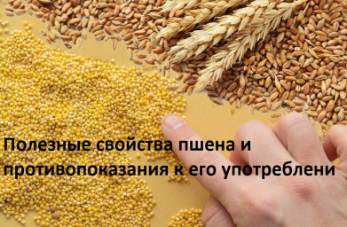 ​Полезные свойства пшена и противопоказания к его употреблению