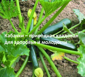 ​Кабачки – природная кладовая для здоровья и молодости