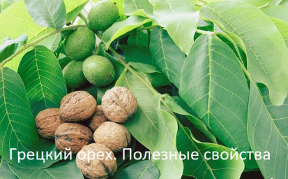 ​Грецкий орех. Полезные свойства