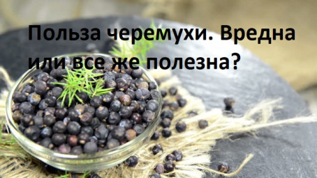 ​Польза черемухи. Вредна или все же полезна?