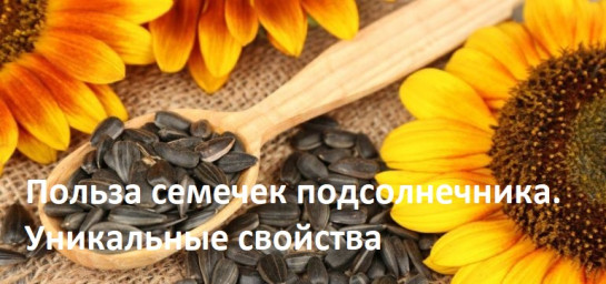 ​Польза семечек подсолнечника. Уникальные свойства